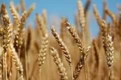 گندم بذری خریداری شده در کهگیلویه و بویراحمد به۸۰۵۰ تن رسید