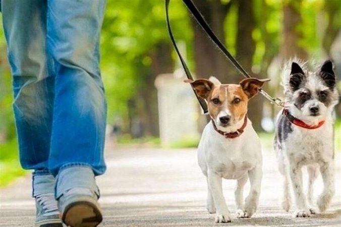 اعلام وصول طرح مجلس درباره حیوانات/ متقاضیان نگهداری سگ باید مجوز بگیرند